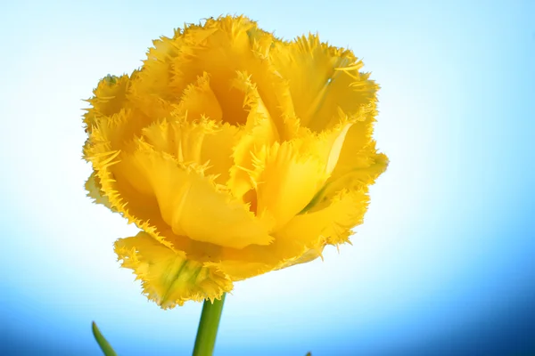 Žluté tulipány na modrém pozadí — Stock fotografie