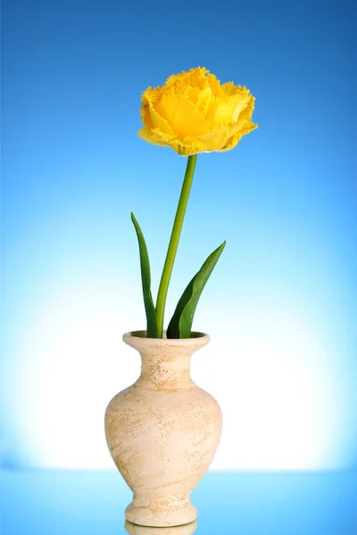 Żółte tulipany na niebieskim tle — Zdjęcie stockowe