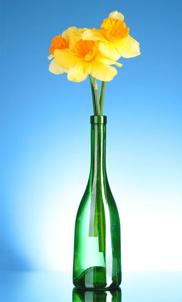 Amarelo narcisos em uma garrafa no fundo azul — Fotografia de Stock