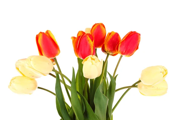 Красный тюльпаны на белом фоне — стоковое фото
