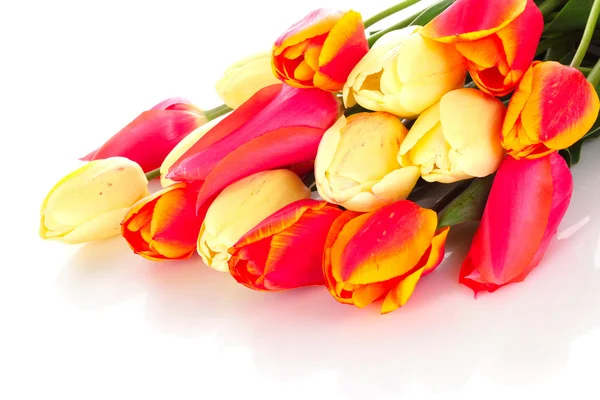 Red tulips on white background — Stock Photo, Image