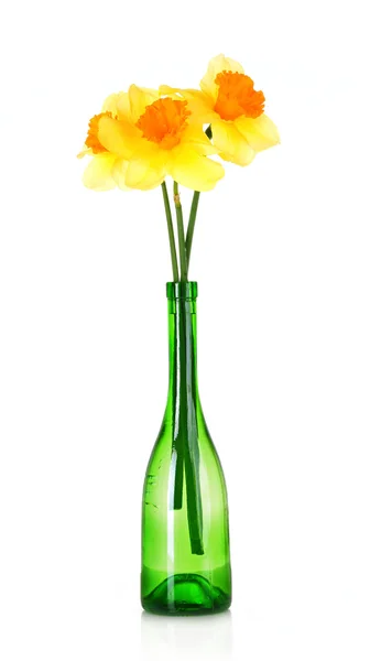 Gele narcissen in een fles op witte achtergrond — Stockfoto