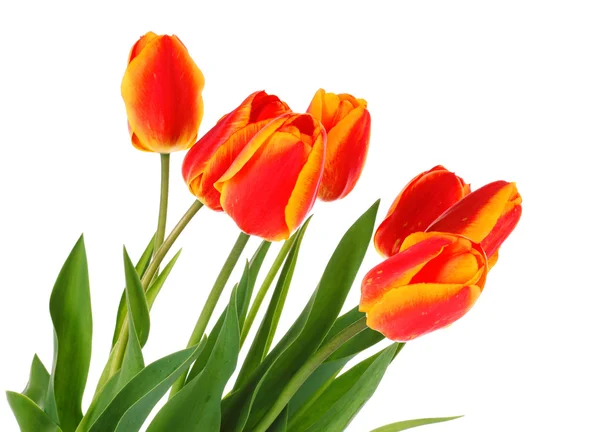 Červené tulipány na bílém pozadí — Stock fotografie