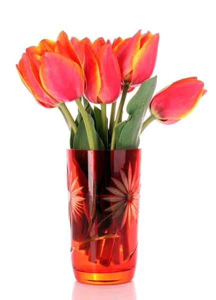 Red tulips on white background — Stock Photo, Image