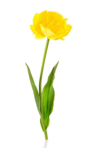 Yellow tulip isolate d on white — Stock Photo, Image