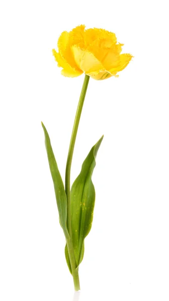 하얀 배경에 있는 노란 튤립 — 스톡 사진