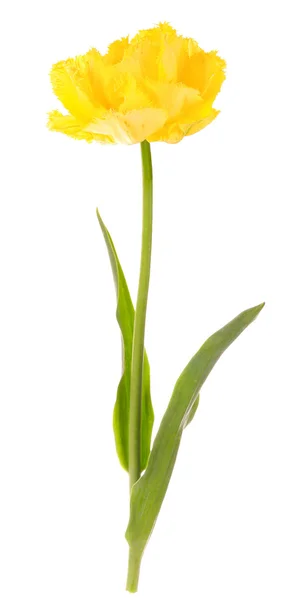 Gelbe Tulpe isoliert auf Weiß — Stockfoto