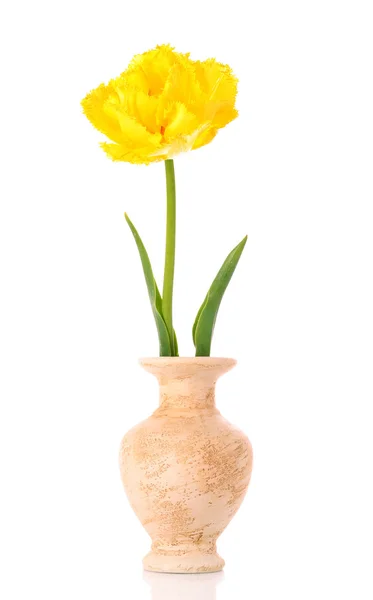 Жовті тюльпани на білому тлі — стокове фото