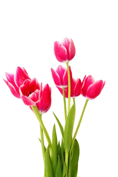 Rode tulpen op witte achtergrond — Stockfoto