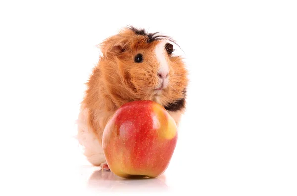 Brown cavy and red apple on white — Stock Photo, Image