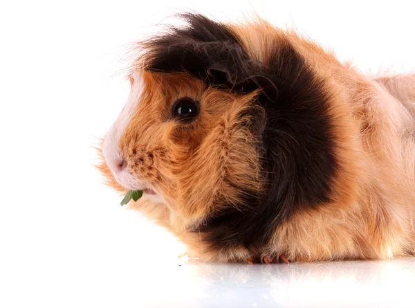 Beyaz zemin üzerinde komik kahverengi hamster — Stok fotoğraf