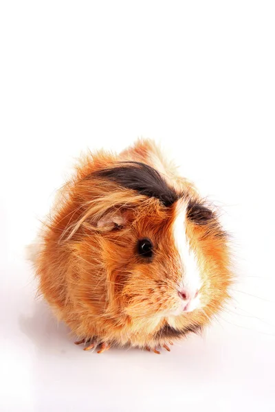 Funny brown cavy on white background — Stock Photo, Image