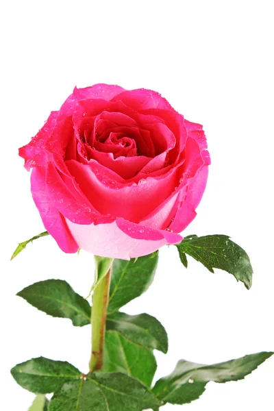 Красива рожева троянда на білому тлі — стокове фото