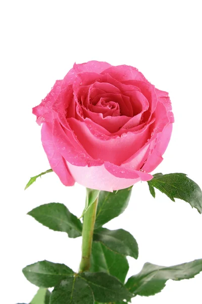 Big and beautiful pink rose on a white background — Stock Photo, Image