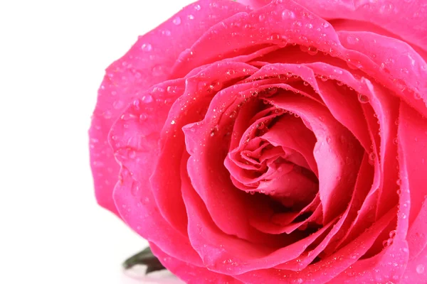 Grande et belle rose rose. Gros plan — Photo