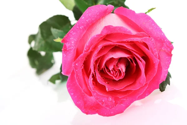 Schöne rosa Rose auf weißem Hintergrund — Stockfoto