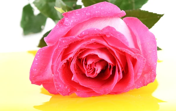 Vacker rosa ros på vit bakgrund — Stockfoto
