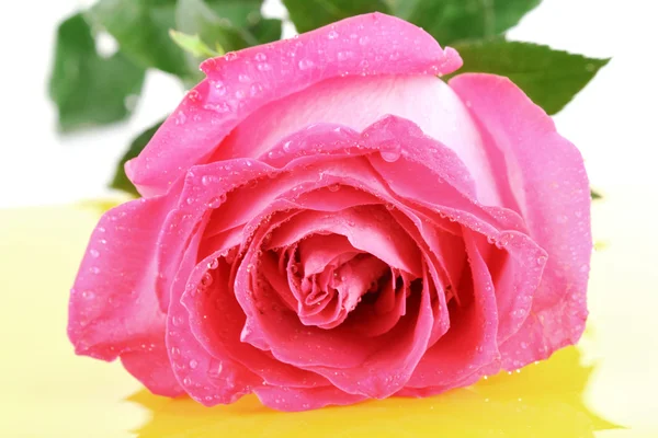 Rosa grande e bonita rosa em um fundo branco — Fotografia de Stock