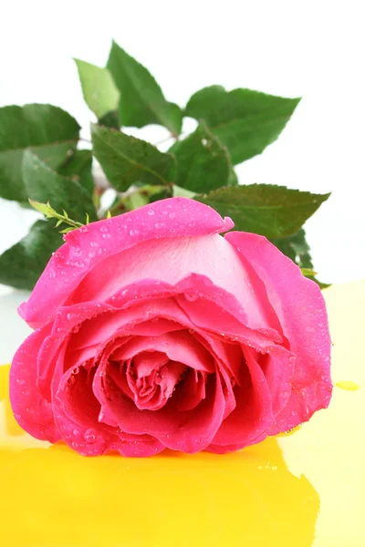 Rosa bonita rosa no fundo branco — Fotografia de Stock