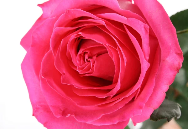 Wielki i piękny różowy róża. skrajny zbliżenie — Zdjęcie stockowe