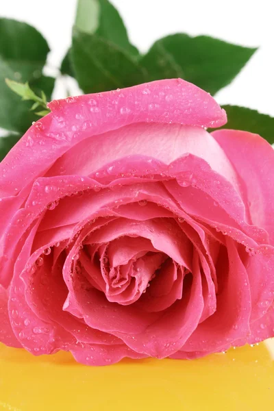 Rosa rosa grande e bella su sfondo bianco — Foto Stock
