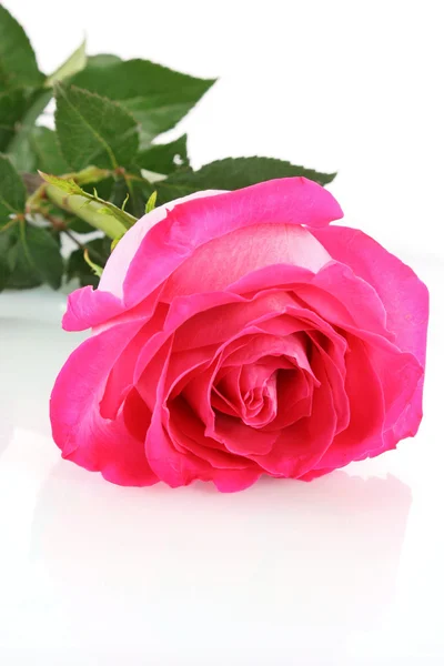 Όμορφο ροζ τριαντάφυλλο σε λευκό φόντο — Φωτογραφία Αρχείου