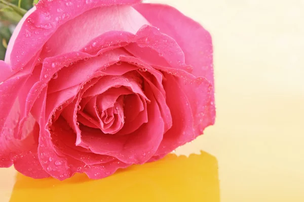Rosa rosa grande e bella su sfondo bianco — Foto Stock