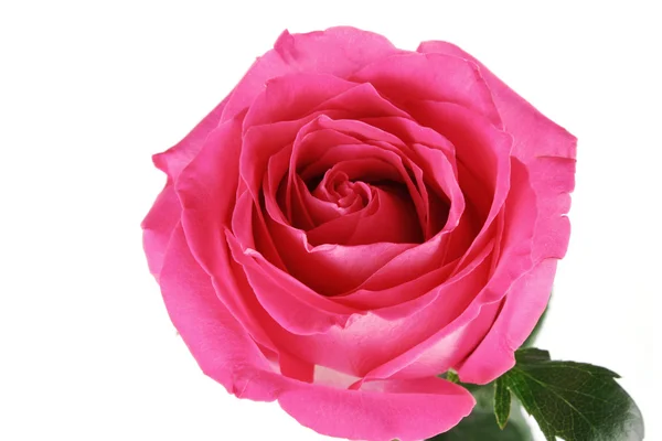 Wielki i piękny róża różowy na białym tle — Zdjęcie stockowe