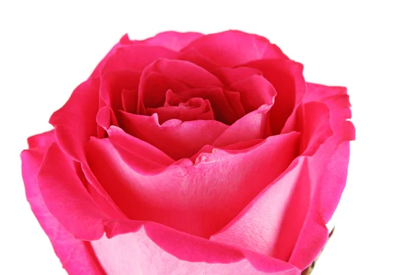 Bella rosa rosa su sfondo bianco — Foto Stock