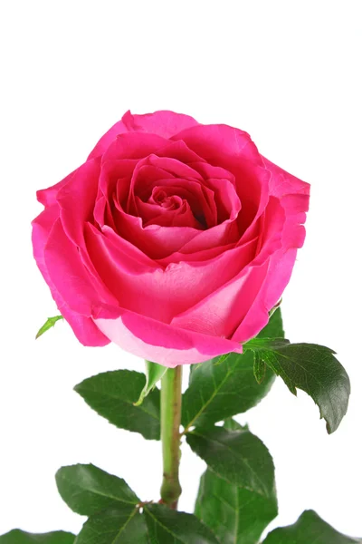 白色背景的美丽的粉红玫瑰 — 图库照片
