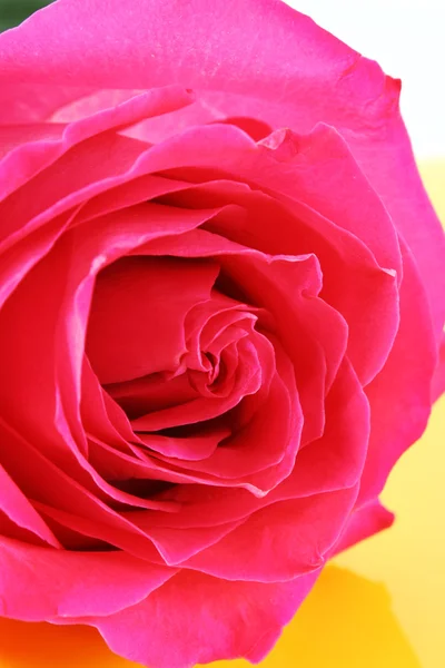 Rosa bonita rosa no fundo branco — Fotografia de Stock