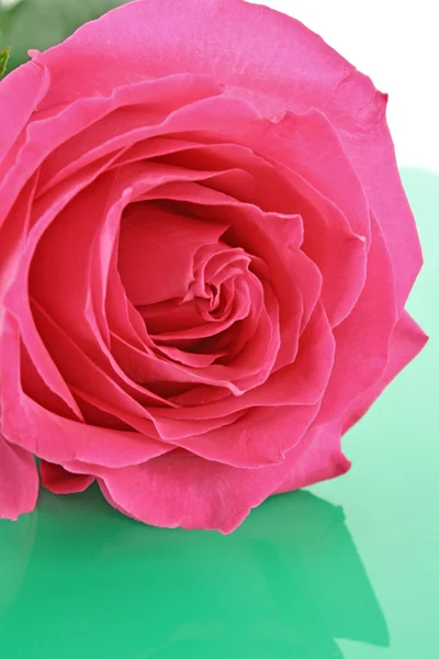 大和美丽的粉红玫瑰，在白色背景上 — 图库照片