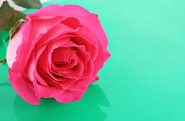 Gyönyörű rózsaszín rózsa fehér háttér — Stock Fotó