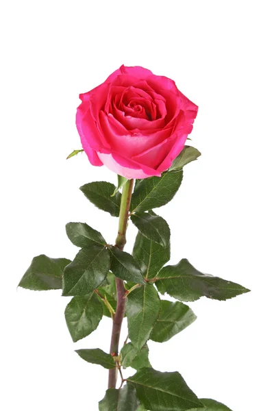 Gyönyörű rózsaszín rózsa fehér háttér — Stock Fotó