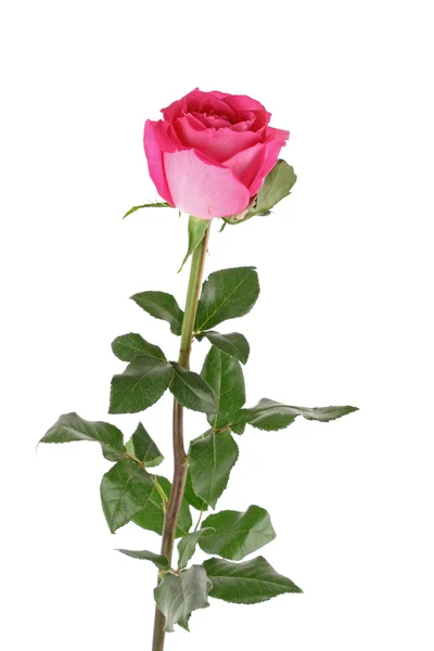 Big and beautiful pink rose on a white background — Stock Photo, Image