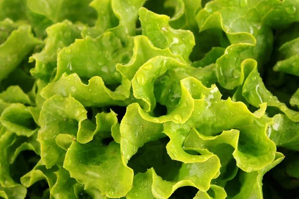 Salada de alface verde isolada como fundo — Fotografia de Stock