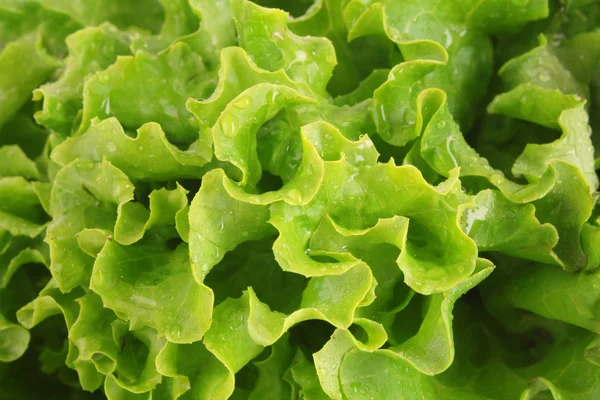 Groene sla salade geïsoleerd als achtergrond — Stockfoto