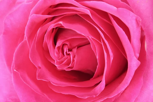 大きくて美しいピンクのバラのマクロ画像。極端なクローズ アップ — ストック写真