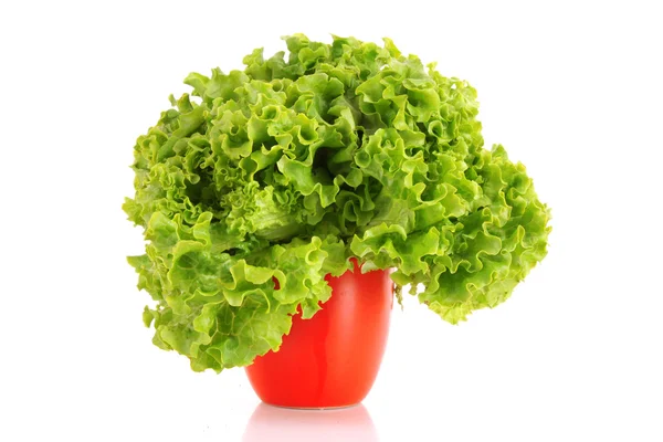 Green lettuce salad isolated on white background — Stock Photo, Image