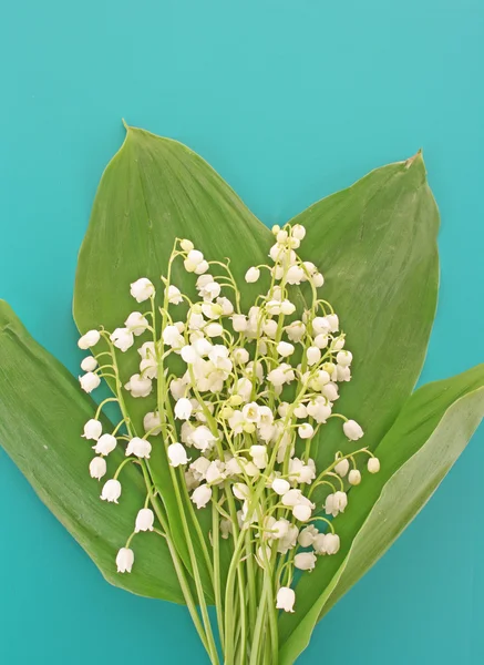 Lily-of-the-valley on blue — Stock Photo, Image