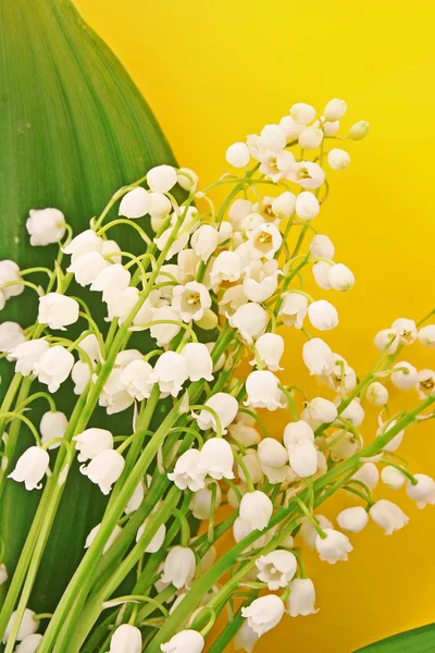 Lily-of-the-valley on yellow — Stock Photo, Image