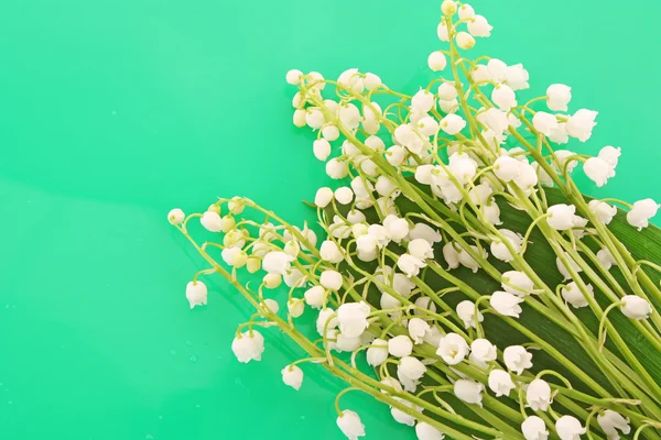 Lily-av-den-dal på gröna — Stockfoto