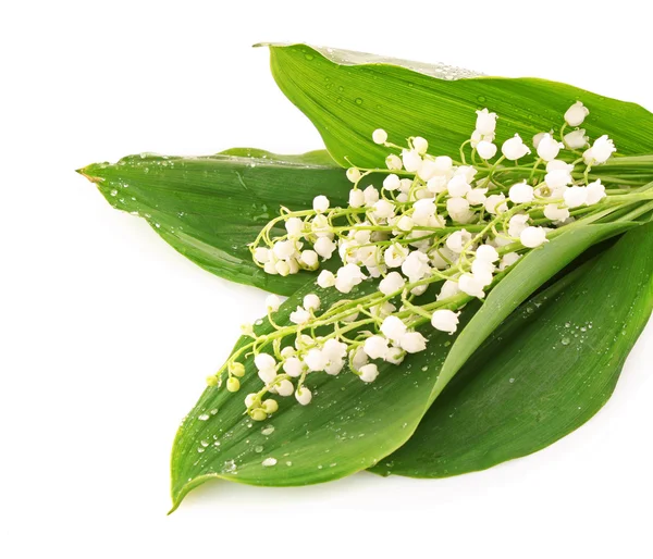 Lily-of-the-valley on white — Stock Photo, Image