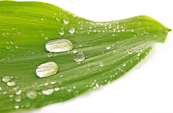 Капли воды на зеленом листе изолированы на белом — стоковое фото