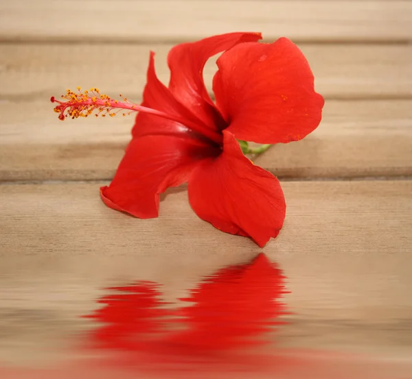 Flor trópica vermelha no fundo de madeira — Fotografia de Stock