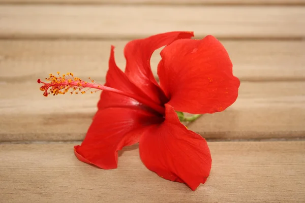 Rote tropische Blume auf dem hölzernen Hintergrund — Stockfoto