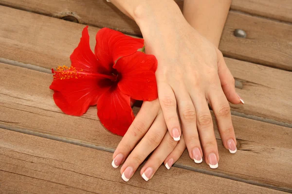 Mãos de mulher com manicure francês segurando flor vermelha — Fotografia de Stock