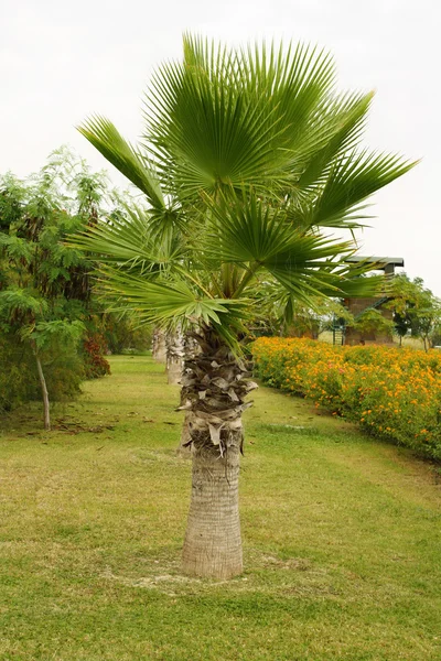 Maravilhosa palma verde contra o céu azul — Fotografia de Stock