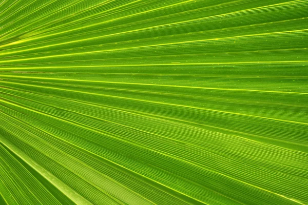 Folha de palmeira verde como pano de fundo — Fotografia de Stock