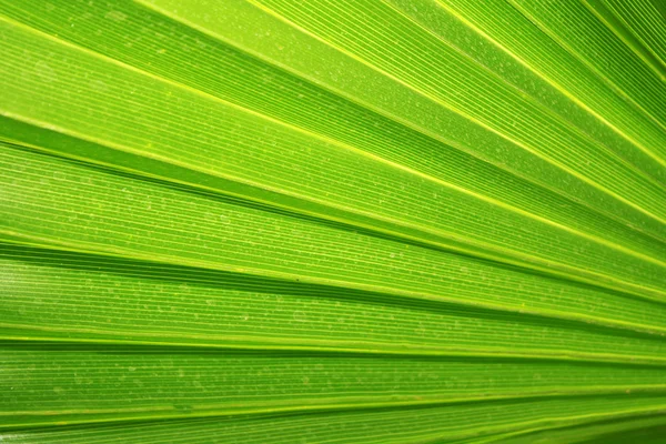 Зелене пальмове дерево як фон — стокове фото